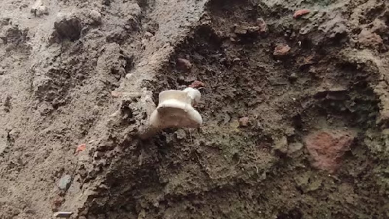 महाकाल मंदिर की खुदाई में मिल रहे हैं नरकंकाल, मुगलों के नरसंहार के हो सकते हैं प्रमाण!